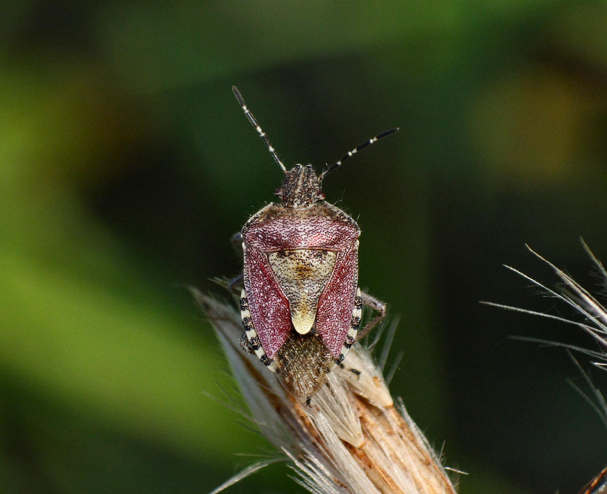 Dolycoris baccarum ? S